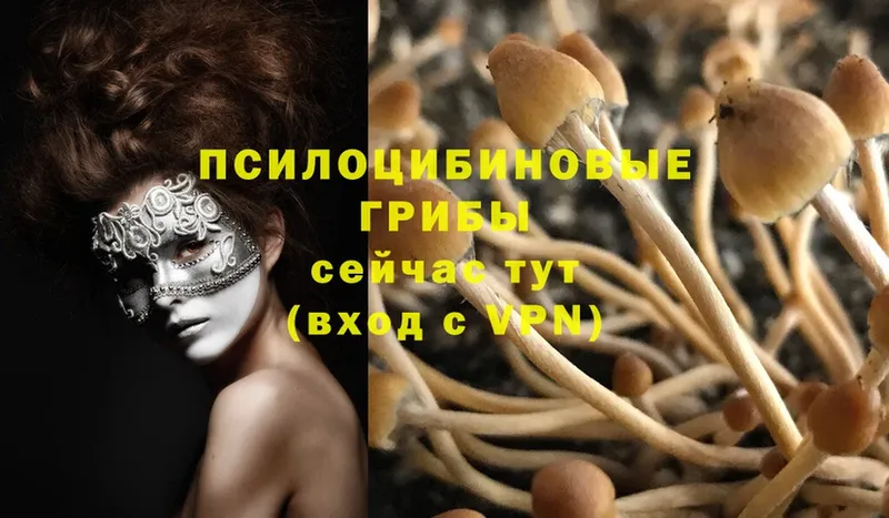 закладки  Моздок  блэк спрут маркетплейс  Галлюциногенные грибы Cubensis 